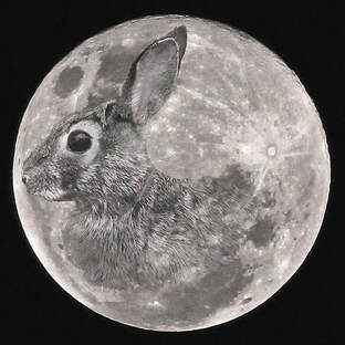 Pose of the Moon or Hare