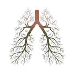 Pranayama lungs