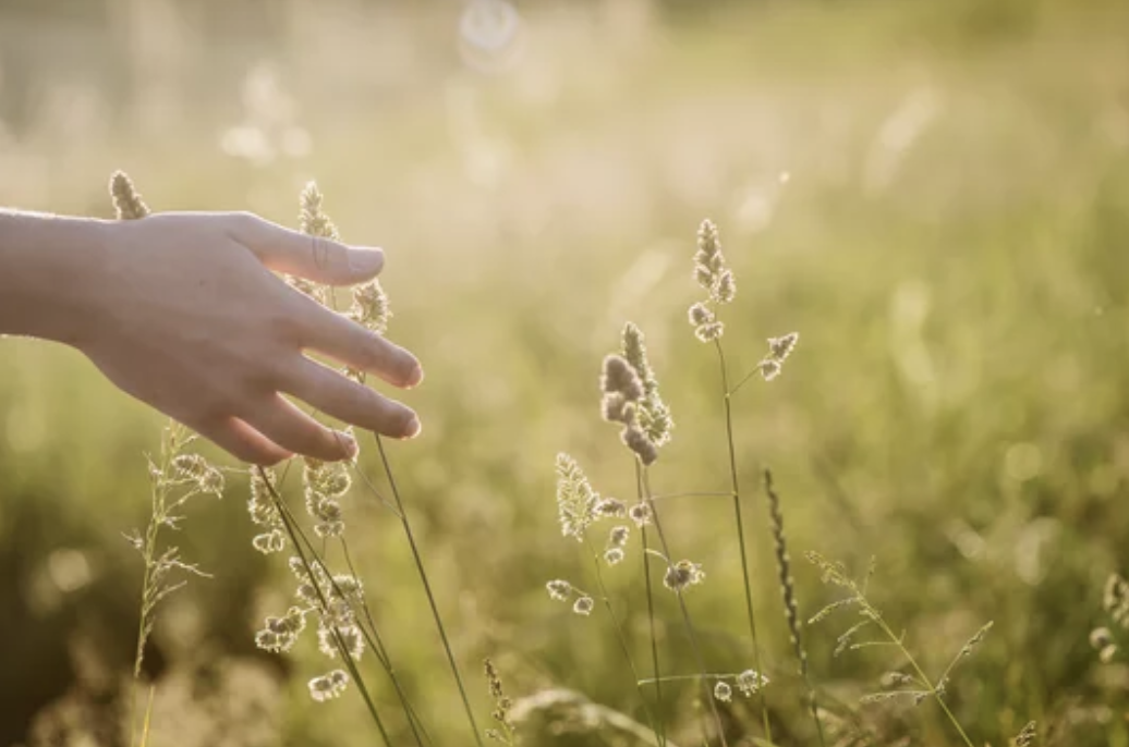 This image depicts a hand gently brushing over golden grains in a field. The hand is positioned in such a way that it appears to be reaching out towards the grains. The background is illuminated by the warm glow of the sun, which appears to emanate from the outstretched hand, creating a sense of connection and harmony with nature.